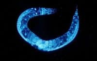 Zebrafish Antibody